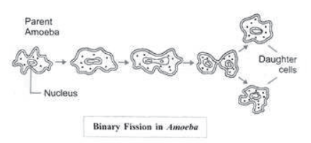 How do the Organisms Reproduce Notes for Class 10 Science