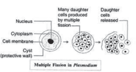 How do the Organisms Reproduce Notes for Class 10 Science