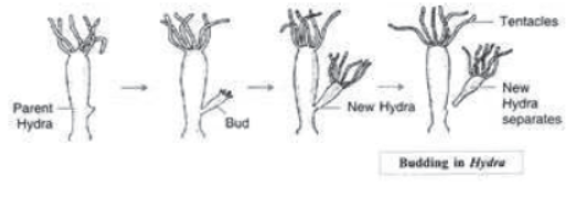 How do the Organisms Reproduce Notes for Class 10 Science