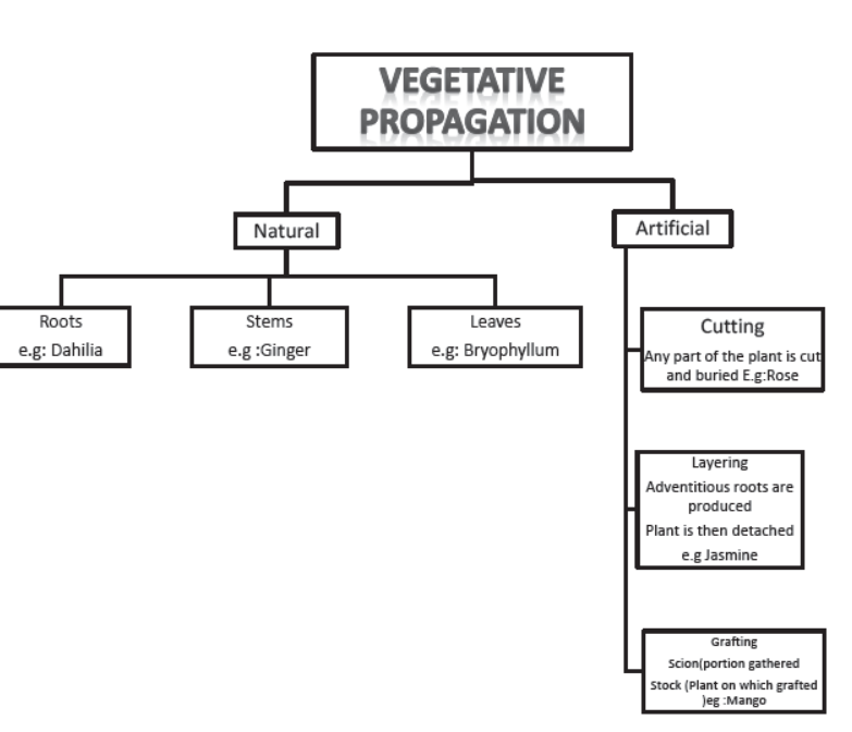 How do the Organisms Reproduce Notes for Class 10 Science