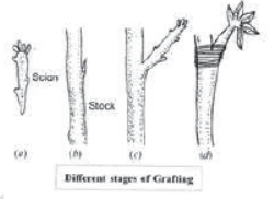 How do the Organisms Reproduce Notes for Class 10 Science