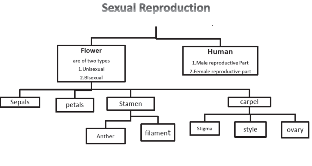 How do the Organisms Reproduce Notes for Class 10 Science