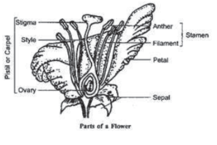 How do the Organisms Reproduce Notes for Class 10 Science