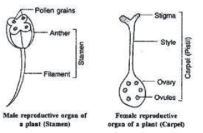 How do the Organisms Reproduce Notes for Class 10 Science