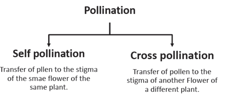 How do the Organisms Reproduce Notes for Class 10 Science