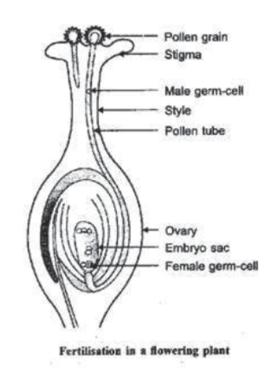 How do the Organisms Reproduce Notes for Class 10 Science