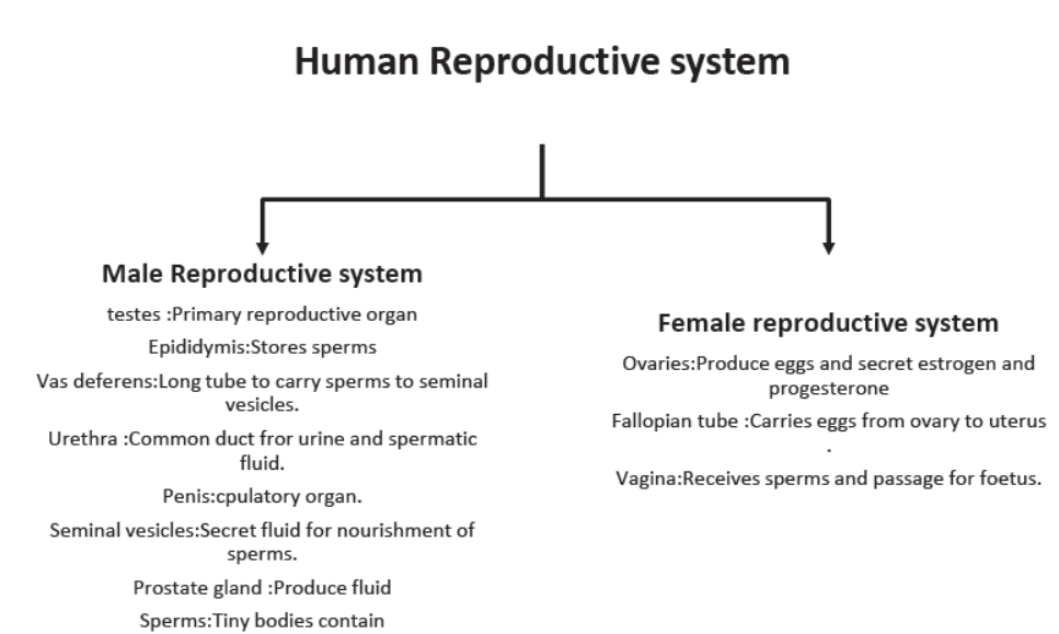 How do the Organisms Reproduce Notes for Class 10 Science