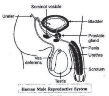 How do the Organisms Reproduce Notes for Class 10 Science