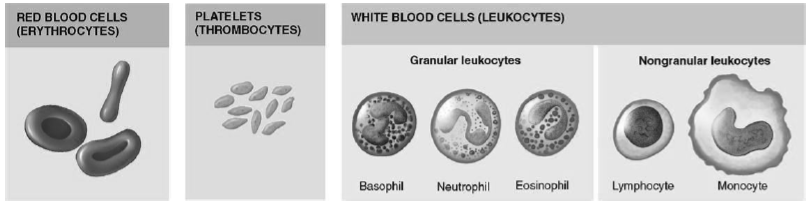 Body Fluids and Circulation Notes Class 11 Biology