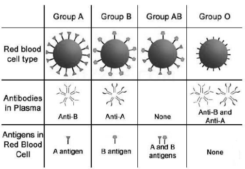 Body Fluids and Circulation Notes Class 11 Biology