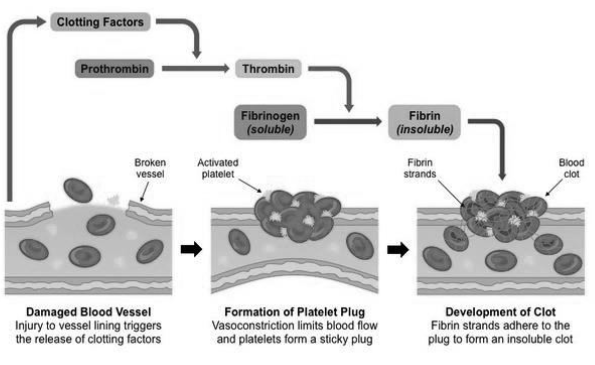 Body Fluids and Circulation Notes Class 11 Biology