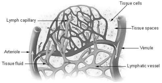 Body Fluids and Circulation Notes Class 11 Biology