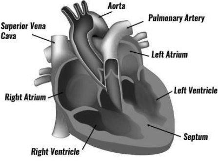 Body Fluids and Circulation Notes Class 11 Biology