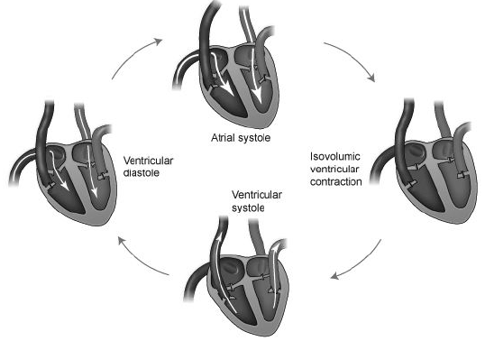 Body Fluids and Circulation Notes Class 11 Biology