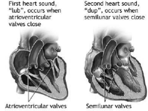 Body Fluids and Circulation Notes Class 11 Biology