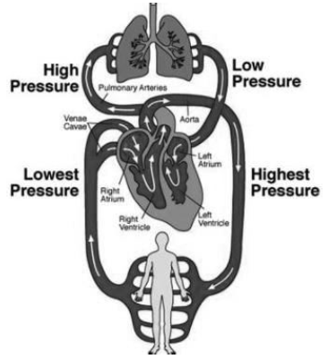 Body Fluids and Circulation Notes Class 11 Biology