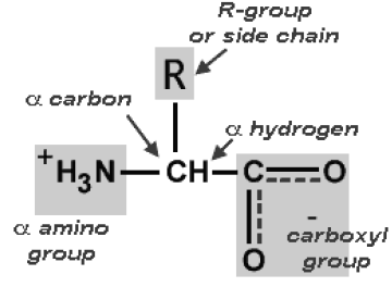 Biomolecules Notes Class 11 Biology 