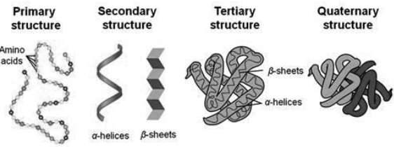 Biomolecules Notes Class 11 Biology 