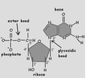 Biomolecules Notes Class 11 Biology 