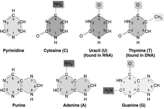 Biomolecules Notes Class 11 Biology 