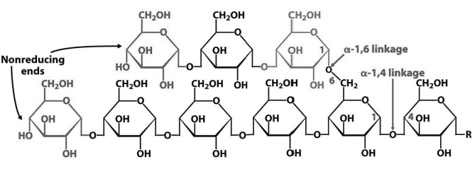 Biomolecules Notes Class 11 Biology 