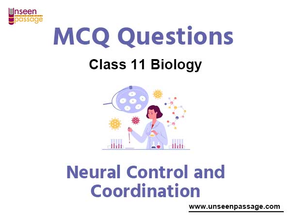 Neural Control and Coordination MCQ Class 11 Biology