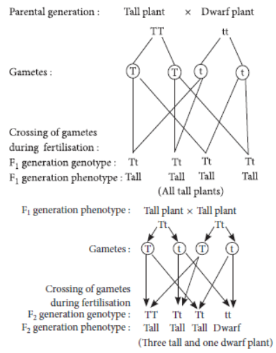 Heredity And Evolution Class 10 Science Important Questions