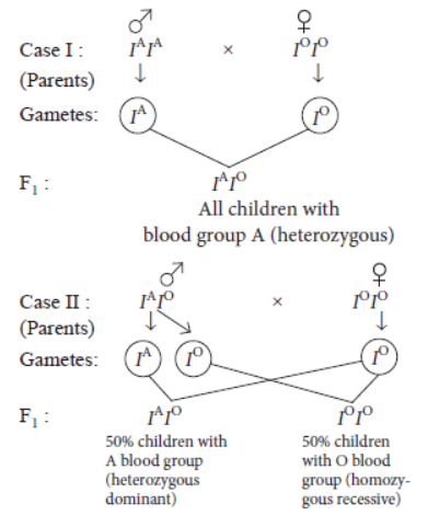 Heredity And Evolution Class 10 Science Important Questions