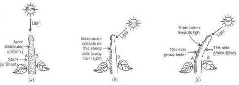 Control and Coordination Notes for Class 10 Science