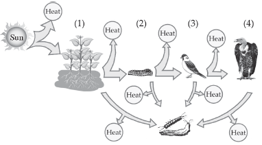 Class 10 Science Sample Paper Term 2 Set A