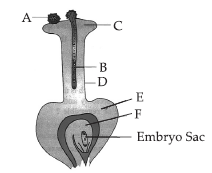 Class 10 Science Sample Paper Term 2 Set A