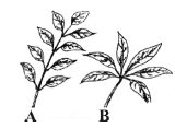 Morphology of Flowering Plants Class 11 Biology Important Questions