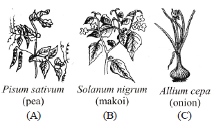 Morphology of Flowering Plants Class 11 Biology Important Questions