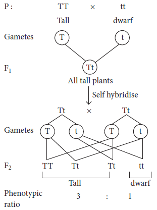 Class 10 Science Sample Paper Term 2 Set C