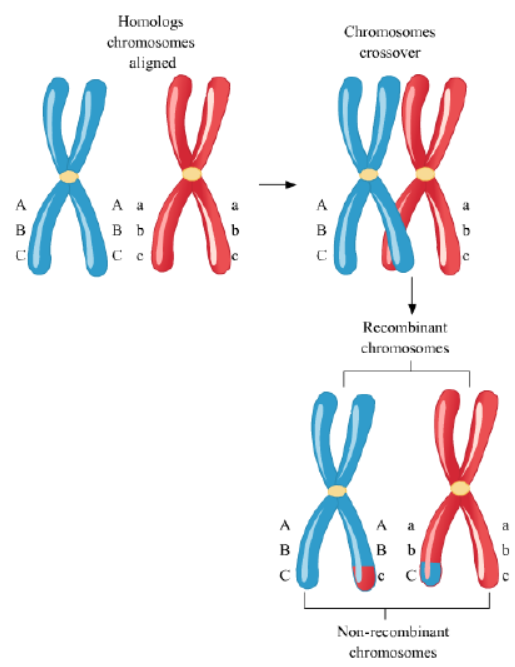 Cell Cycle and Cell Division Notes for Class 11 Biology