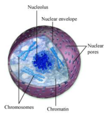 Cell Cycle and Cell Division Notes for Class 11 Biology