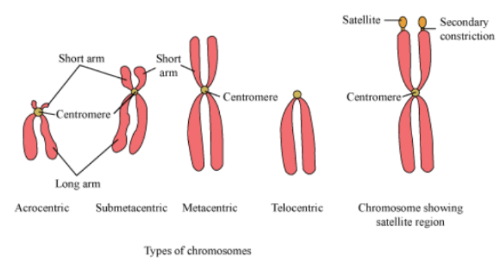 Cell Cycle and Cell Division Notes for Class 11 Biology