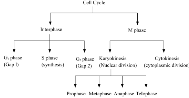 Cell Cycle and Cell Division Notes for Class 11 Biology