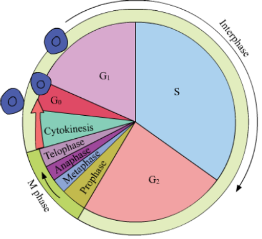 Cell Cycle and Cell Division Notes for Class 11 Biology