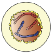 Cell Cycle and Cell Division Notes for Class 11 Biology