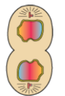 Cell Cycle and Cell Division Notes for Class 11 Biology