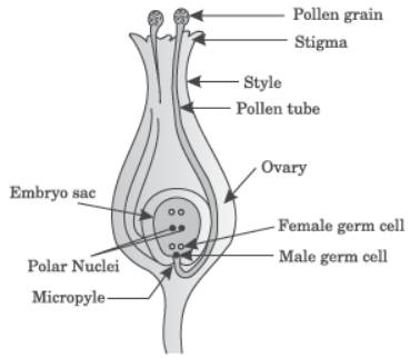 How do the Organisms Reproduce Notes for Class 10 Science