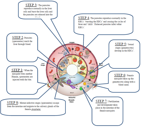 Human Health and Diseases Notes for Class 12 Biology