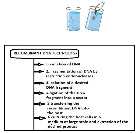 Biotechnology Principles and Processes Notes for Class 12 Biology