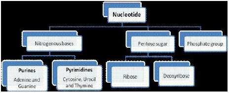 Molecular Basis of Inheritance Notes for Class 12 Biology
