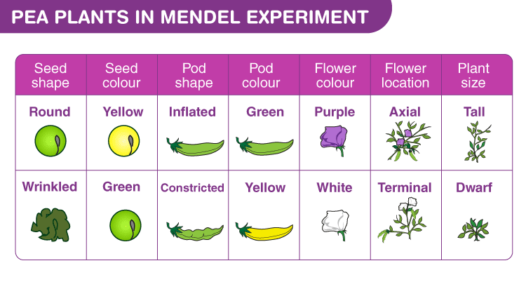 Heredity And Evolution Notes for Class 10 Science