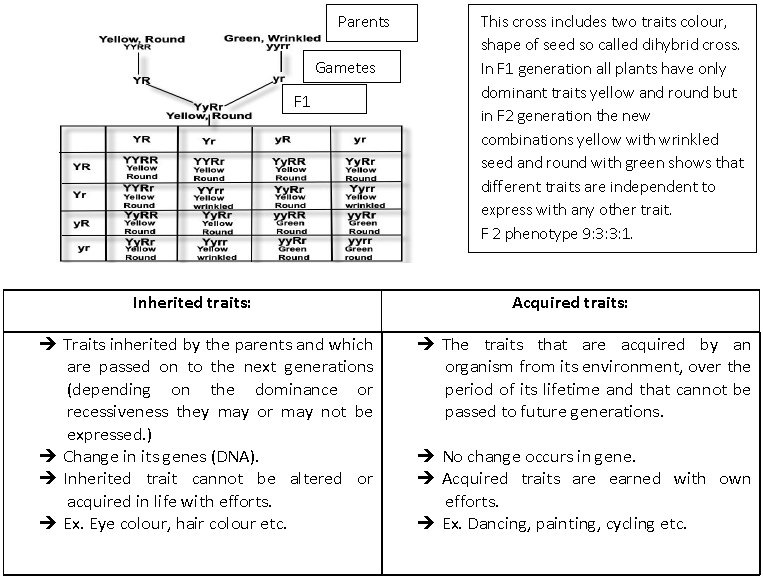 Heredity And Evolution Notes for Class 10 Science