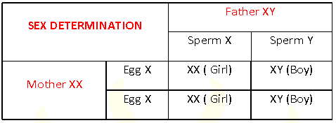 Heredity And Evolution Notes for Class 10 Science